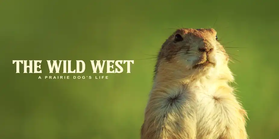 The Wild West: A Prairie Dog's Life